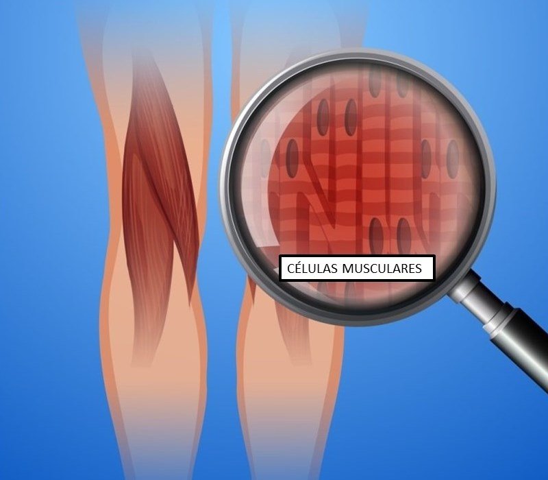 Tejido muscular